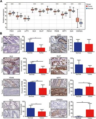 Cuproptosis-Related genes in the prognosis of colorectal cancer and their correlation with the tumor microenvironment